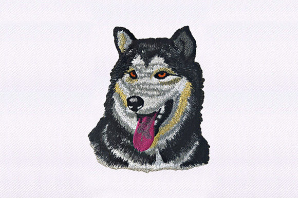 Husky Dog